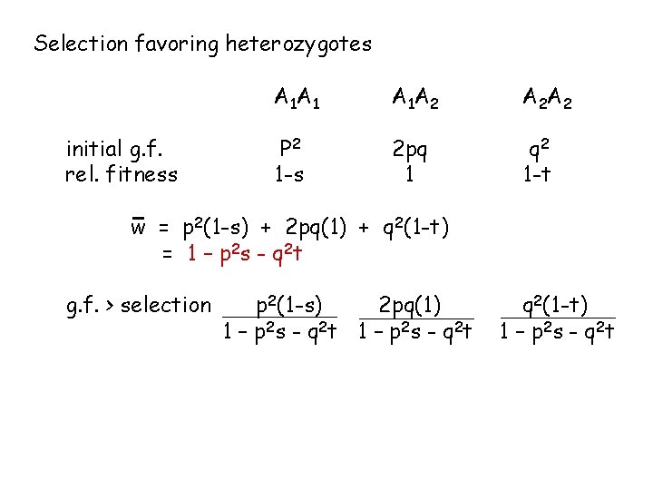 Selection favoring heterozygotes initial g. f. rel. fitness A 1 A 1 A 1