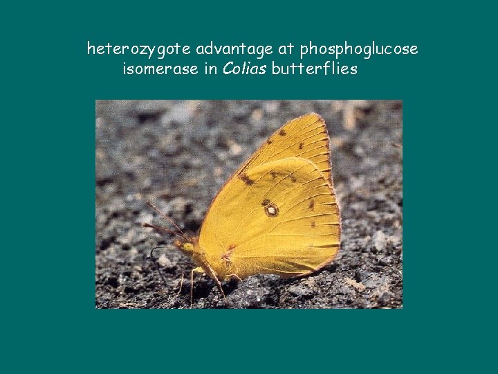 heterozygote advantage at phosphoglucose isomerase in Colias butterflies 