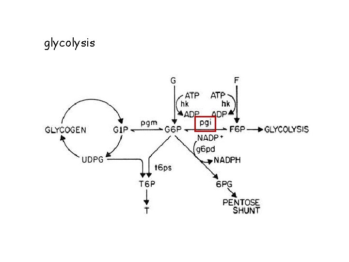 glycolysis 