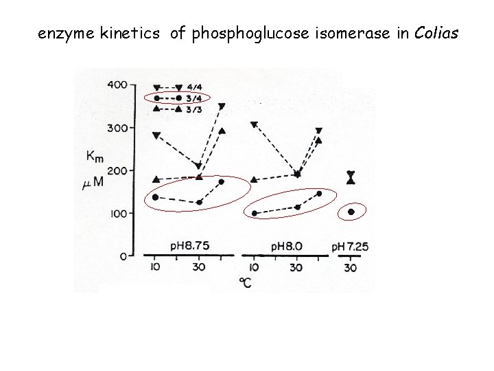 enzyme kinetics of phosphoglucose isomerase in Colias 