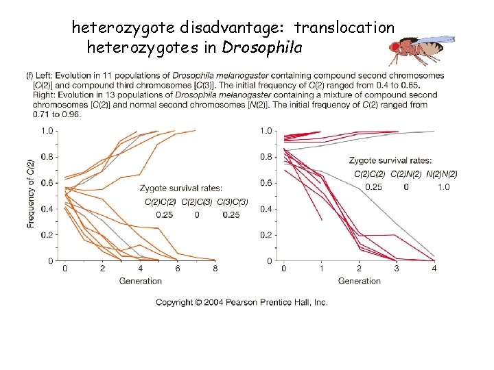 heterozygote disadvantage: translocation heterozygotes in Drosophila 