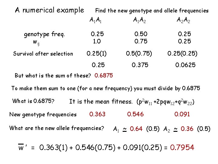 A numerical example Find the new genotype and allele frequencies A 1 A 1