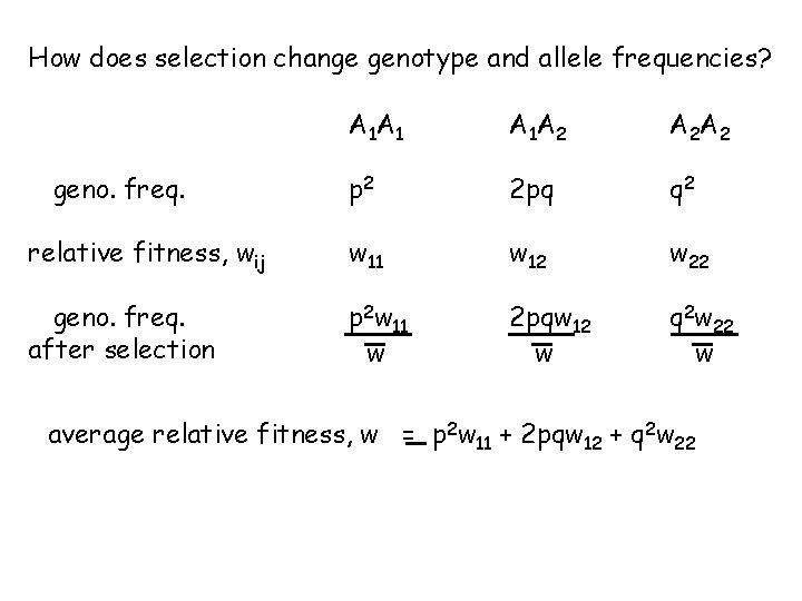 How does selection change genotype and allele frequencies? A 1 A 1 A 1