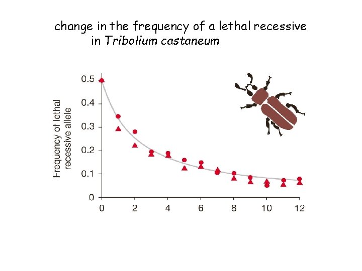 change in the frequency of a lethal recessive in Tribolium castaneum 