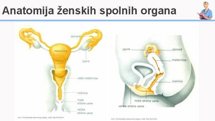 Anatomija ženskih spolnih organa 