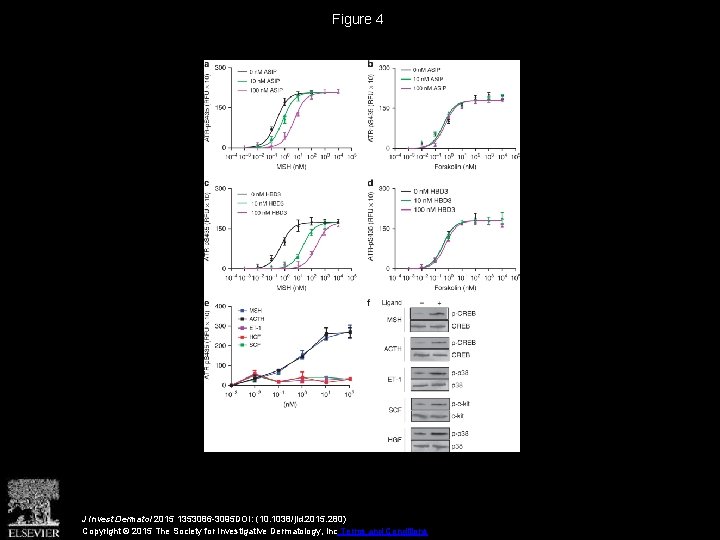 Figure 4 J Invest Dermatol 2015 1353086 -3095 DOI: (10. 1038/jid. 2015. 280) Copyright