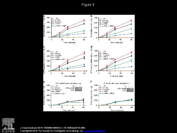 Figure 5 J Invest Dermatol 2015 1353086 -3095 DOI: (10. 1038/jid. 2015. 280) Copyright