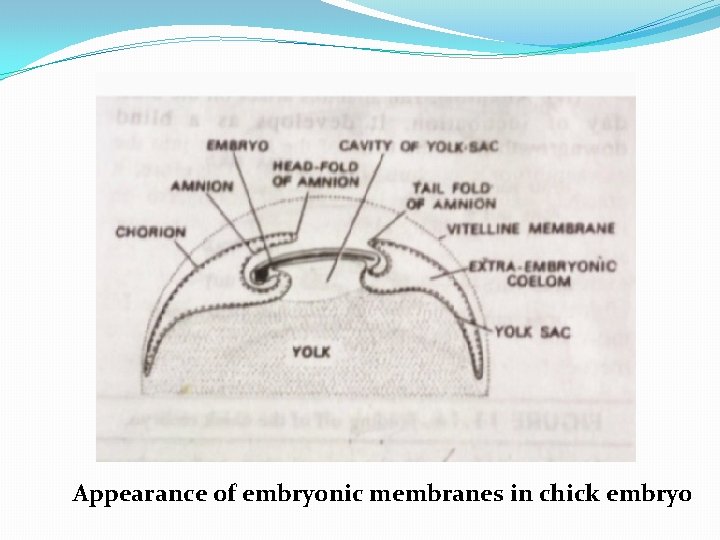 Appearance of embryonic membranes in chick embryo 