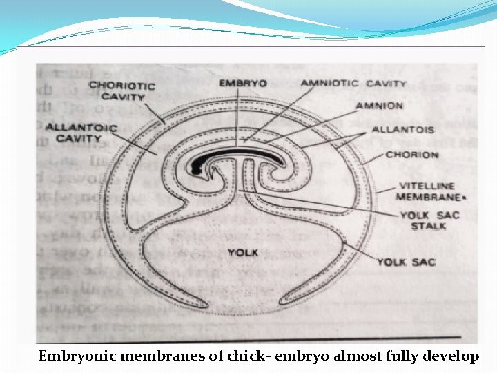 Embryonic membranes of chick- embryo almost fully develop 