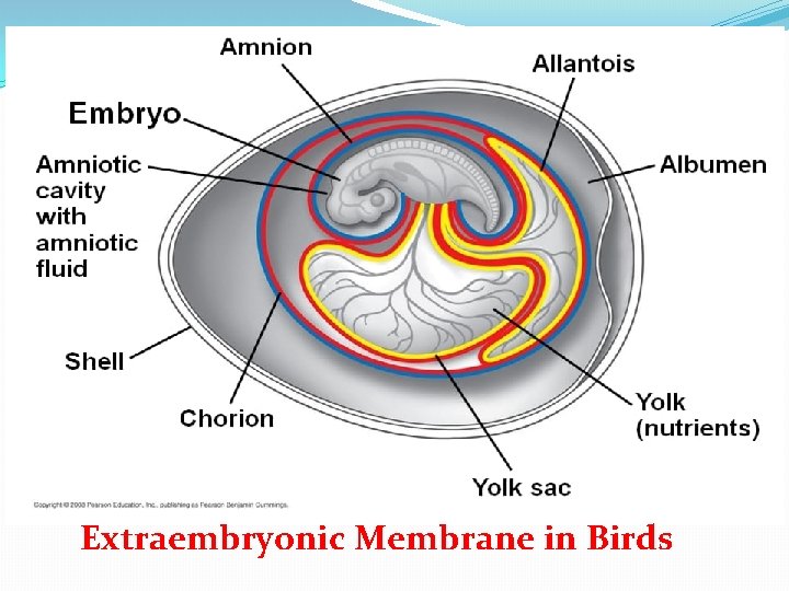 Extraembryonic Membrane in Birds 