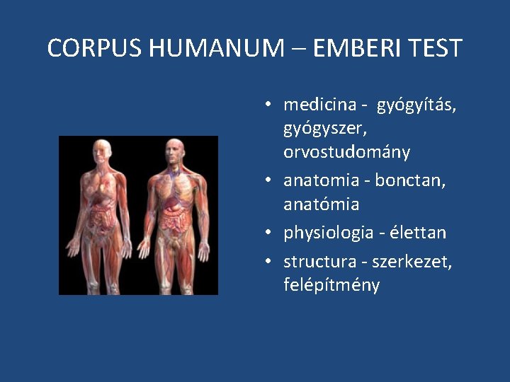 CORPUS HUMANUM – EMBERI TEST • medicina - gyógyítás, gyógyszer, orvostudomány • anatomia -