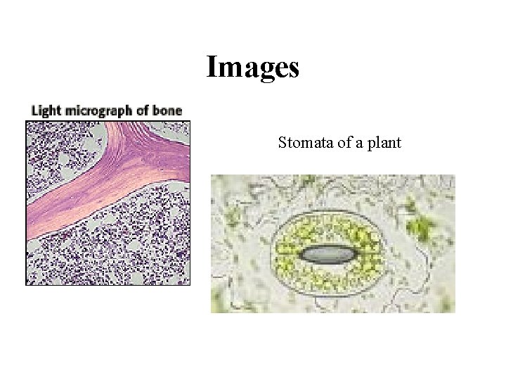 Images Stomata of a plant 