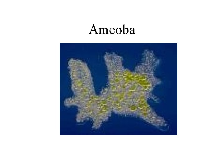 Ameoba 