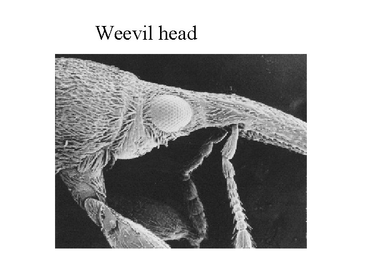 Weevil head 