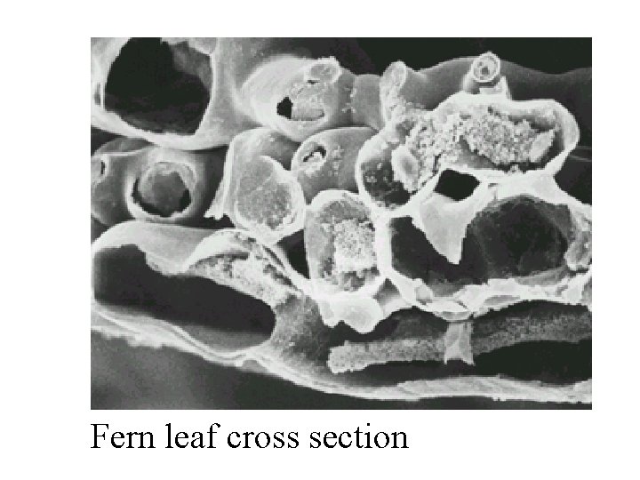 Fern leaf cross section 