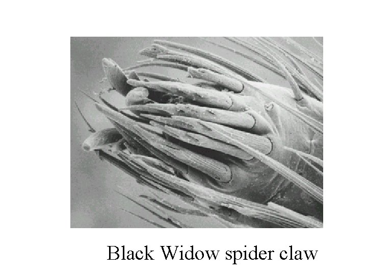 Black Widow spider claw 