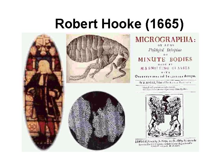 Robert Hooke (1665) 