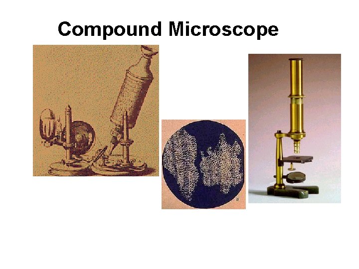 Compound Microscope 