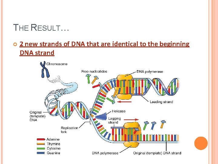 THE RESULT… 2 new strands of DNA that are identical to the beginning DNA
