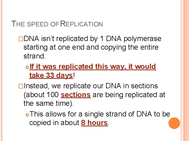 THE SPEED OF REPLICATION �DNA isn’t replicated by 1 DNA polymerase starting at one
