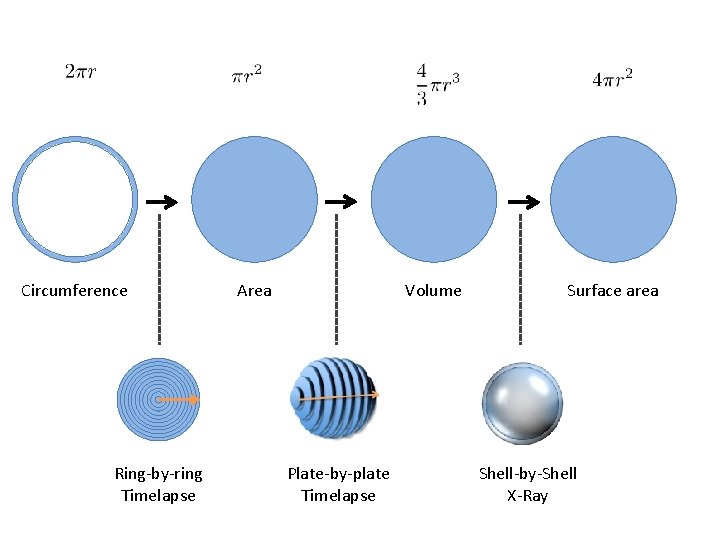 Circumference Ring-by-ring Timelapse Area Volume Plate-by-plate Timelapse Surface area Shell-by-Shell X-Ray 