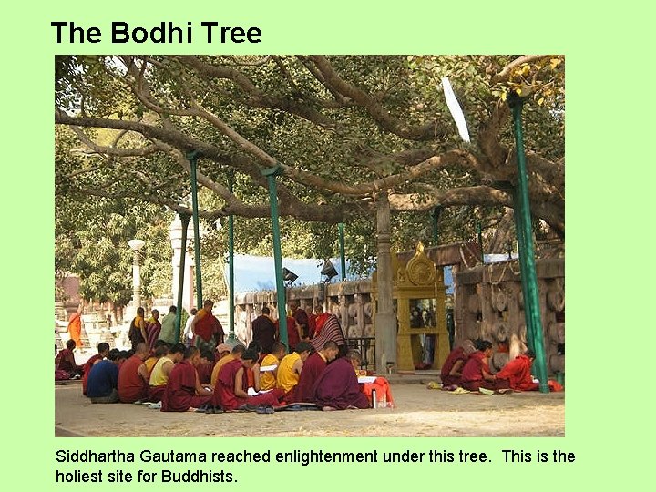 The Bodhi Tree Siddhartha Gautama reached enlightenment under this tree. This is the holiest