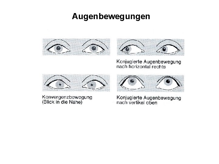 Augenbewegungen 