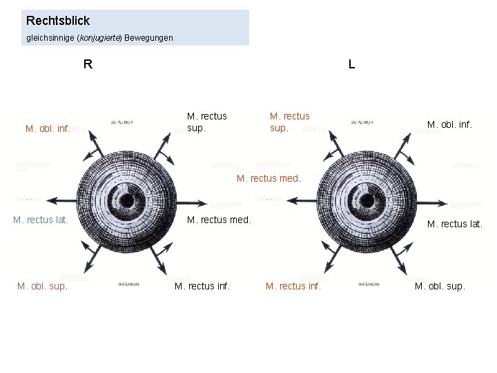 Rechtsblick gleichsinnige (konjugierte) Bewegungen R M. obl. inf. L M. rectus sup. M. obl.