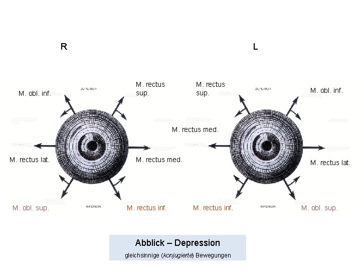 R M. obl. inf. L M. rectus sup. M. obl. inf. M. rectus med.