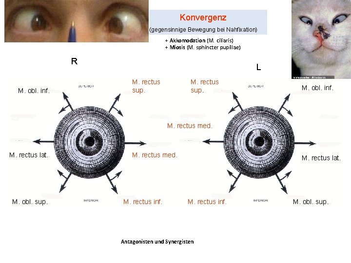 Konvergenz (gegensinnige Bewegung bei Nahfixation) + Akkomodation (M. ciliaris) + Miosis (M. sphincter pupillae)