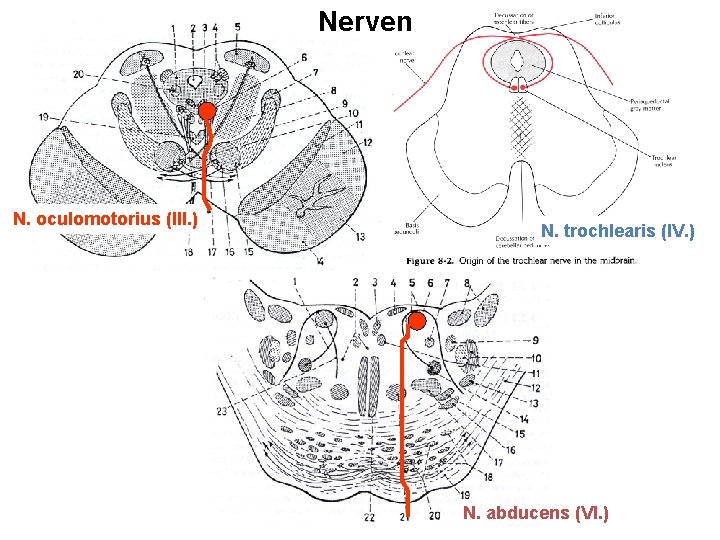 Nerven N. oculomotorius (III. ) N. trochlearis (IV. ) N. abducens (VI. ) 