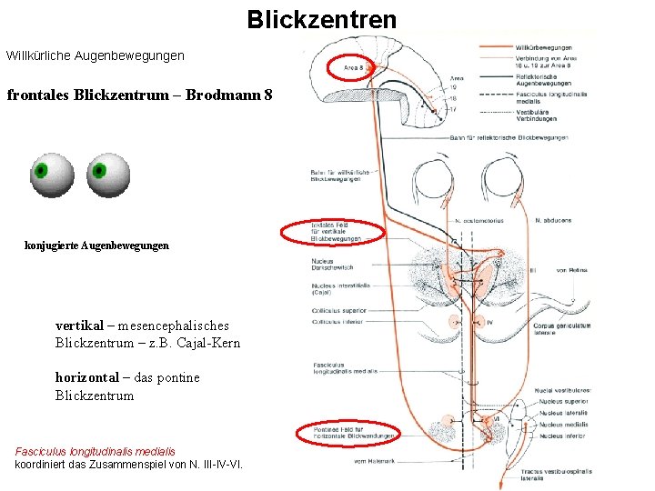 Blickzentren Willkürliche Augenbewegungen frontales Blickzentrum – Brodmann 8 konjugierte Augenbewegungen vertikal – mesencephalisches Blickzentrum