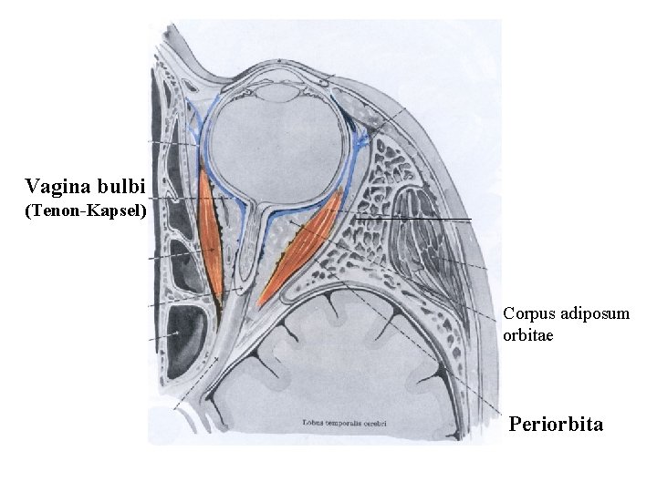 Vagina bulbi (Tenon-Kapsel) Corpus adiposum orbitae Periorbita 