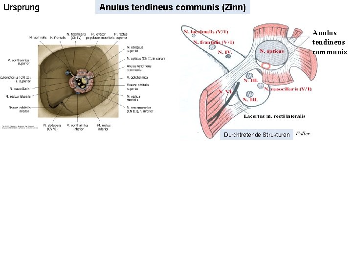 Ursprung Anulus tendineus communis (Zinn) Anulus tendineus communis Durchtretende Strukturen 
