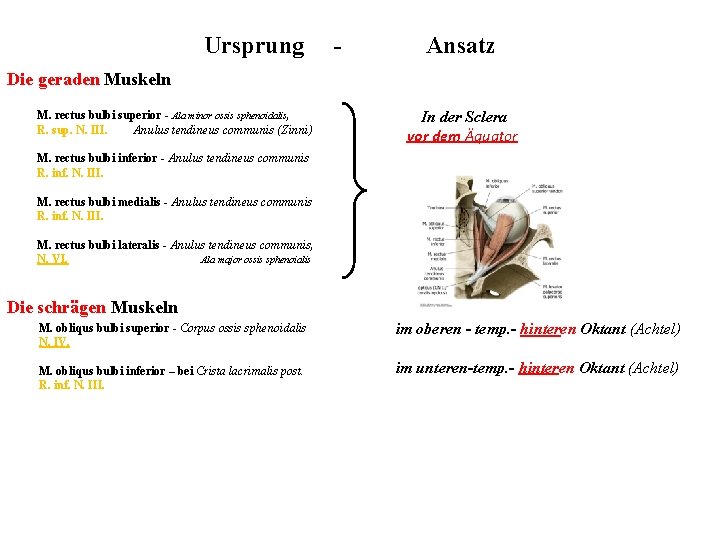 Ursprung - Ansatz Die geraden Muskeln M. rectus bulbi superior - Ala minor ossis