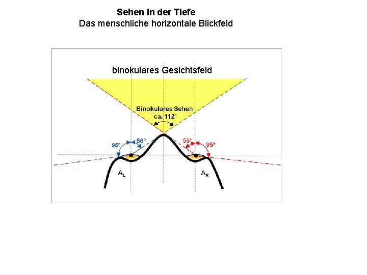 Sehen in der Tiefe Das menschliche horizontale Blickfeld binokulares Gesichtsfeld 