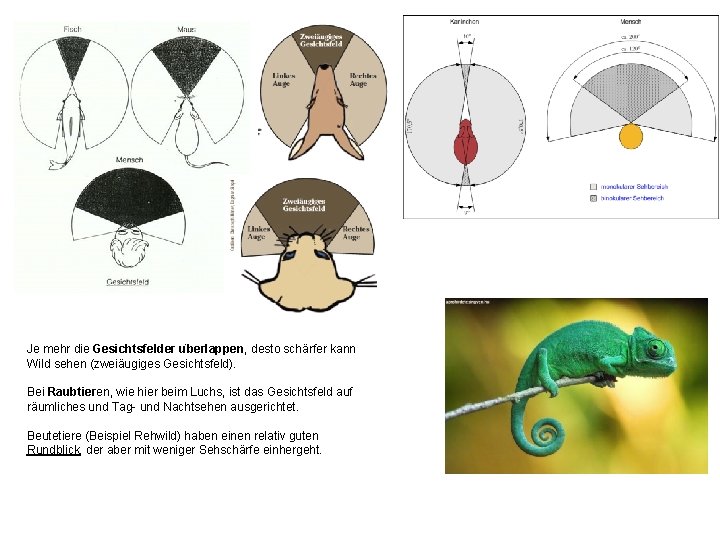 Je mehr die Gesichtsfelder u berlappen, desto schärfer kann Wild sehen (zweiäugiges Gesichtsfeld). Bei
