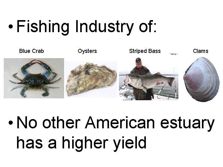  • Fishing Industry of: Blue Crab Oysters Striped Bass Clams • No other