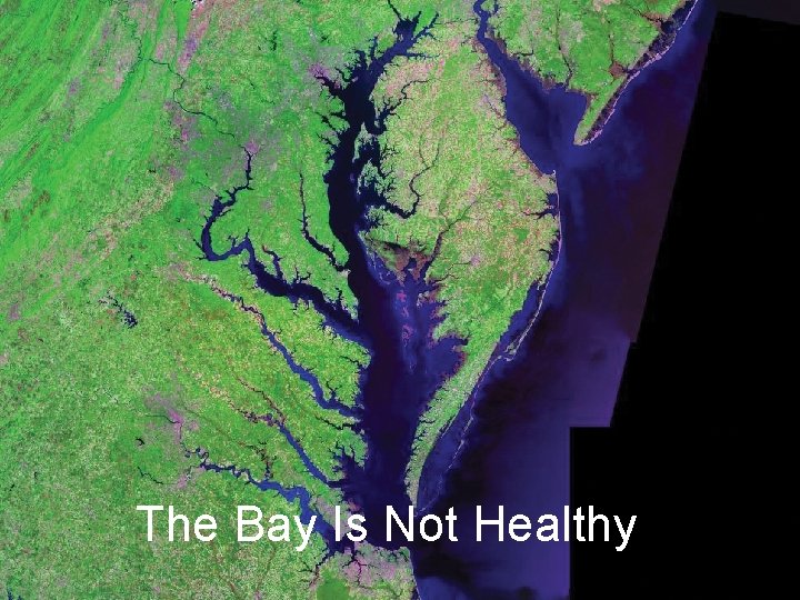 The Bay Is Not Healthy 