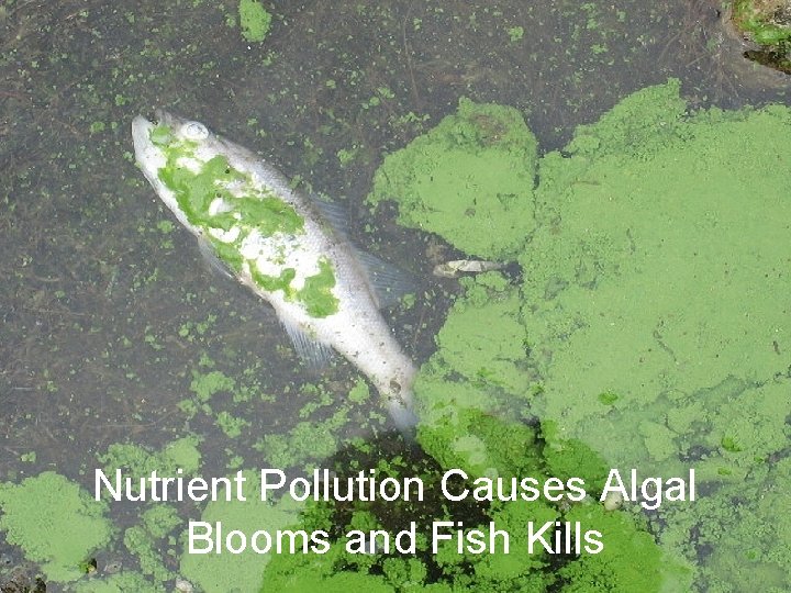 Nutrient Pollution Causes Algal Blooms and Fish Kills 