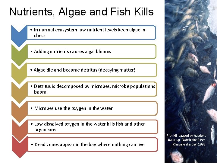 Nutrients, Algae and Fish Kills • In normal ecosystem low nutrient levels keep algae