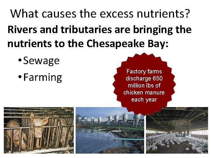 What causes the excess nutrients? Rivers and tributaries are bringing the nutrients to the