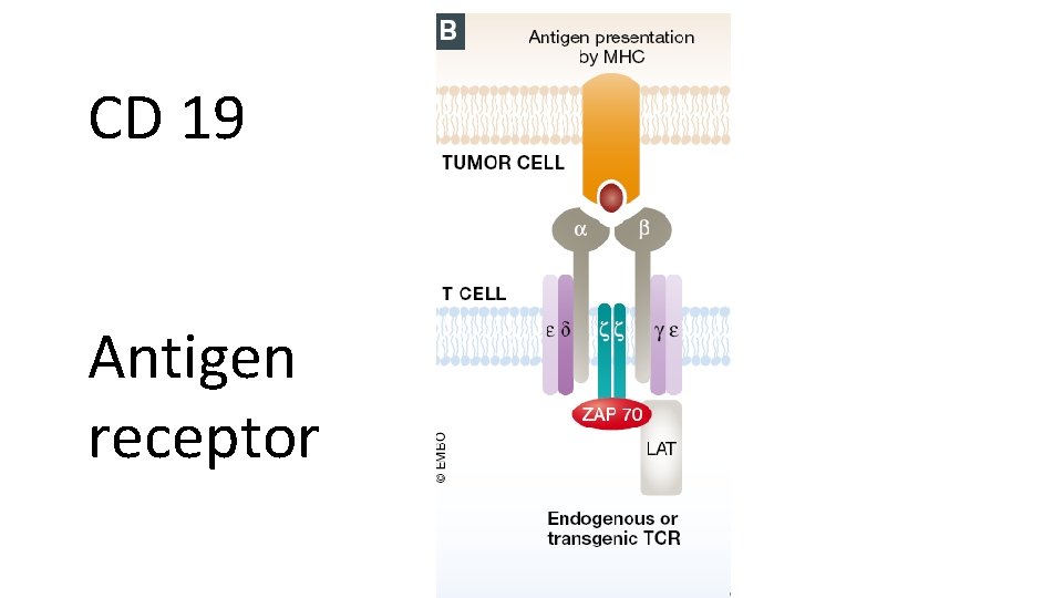 CD 19 Antigen receptor 