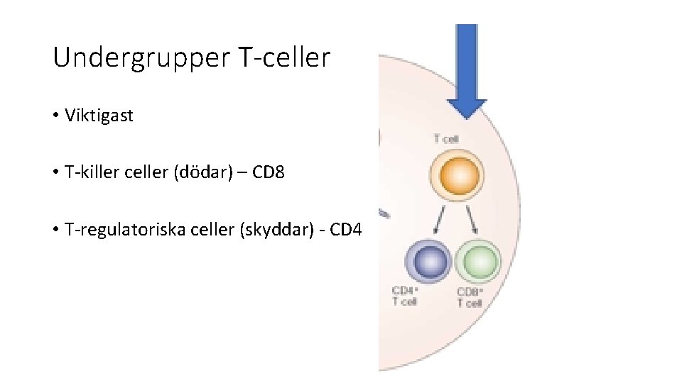 Undergrupper T-celler • Viktigast • T-killer celler (dödar) – CD 8 • T-regulatoriska celler