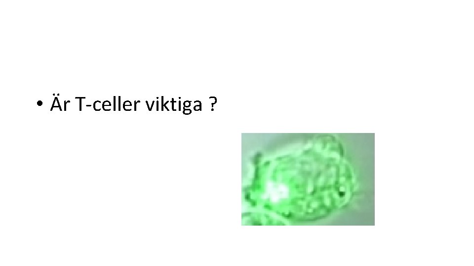  • Är T-celler viktiga ? 