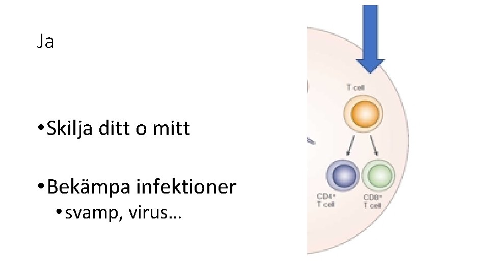 Ja • Skilja ditt o mitt • Bekämpa infektioner • svamp, virus… 