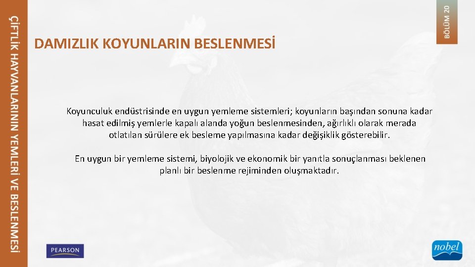 DAMIZLIK KOYUNLARIN BESLENMESİ Koyunculuk endüstrisinde en uygun yemleme sistemleri; koyunların başından sonuna kadar hasat