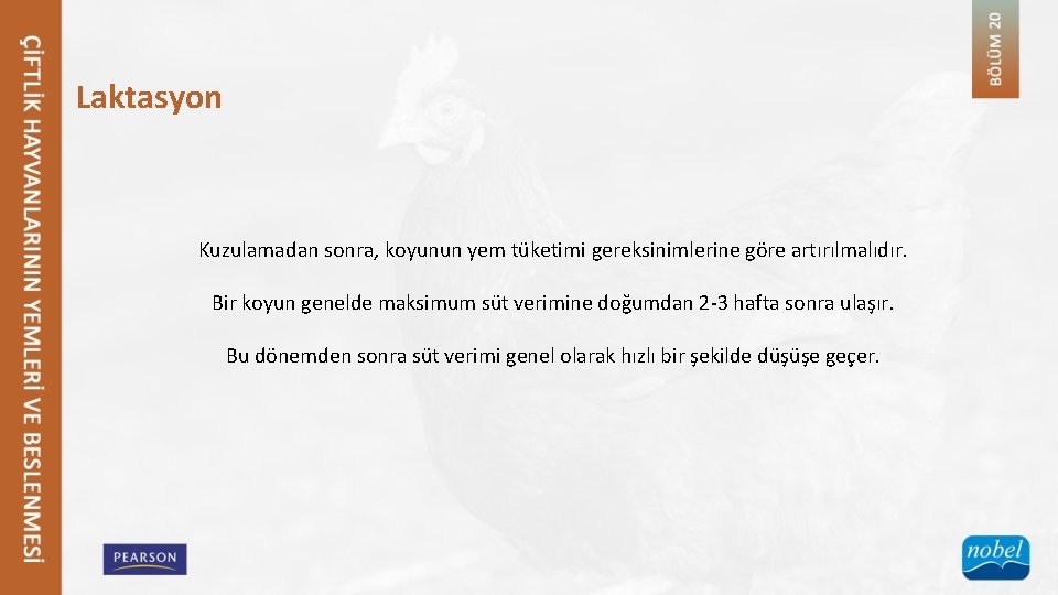 Laktasyon Kuzulamadan sonra, koyunun yem tüketimi gereksinimlerine göre artırılmalıdır. Bir koyun genelde maksimum süt