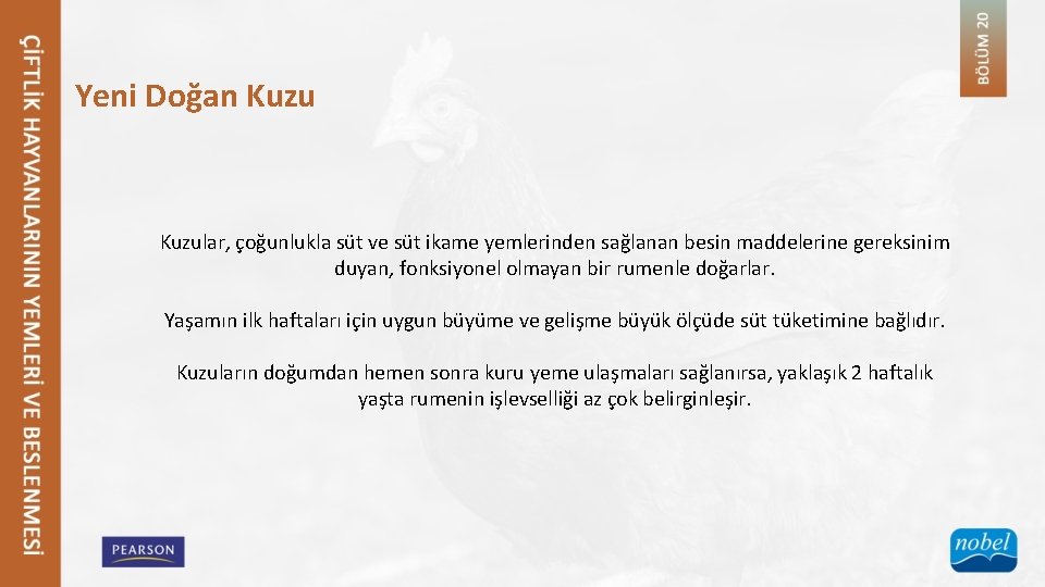 Yeni Doğan Kuzular, çoğunlukla süt ve süt ikame yemlerinden sağlanan besin maddelerine gereksinim duyan,