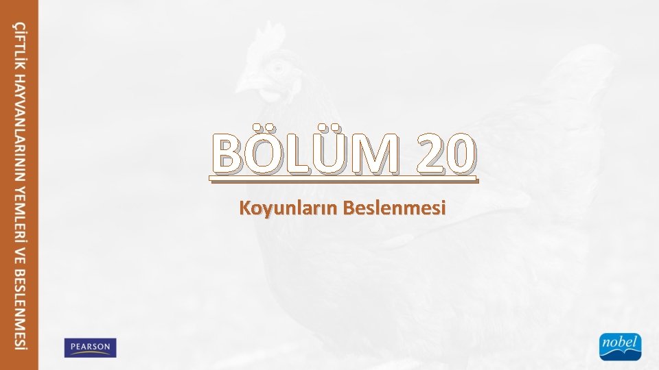 BÖLÜM 20 Koyunların Beslenmesi 